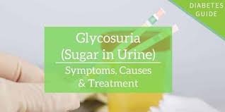 glycosuria sugar in urine symptoms