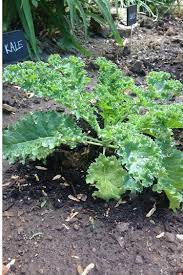 how to easily harvest kale for beginners