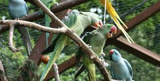 what parrots can live together