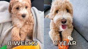 labradoodle puppy to full grown 8