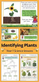 Identifying Plants Tree