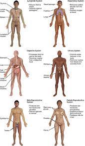 The polar bodies degrade and are not fertilized. 1 2 Structural Organization Of The Human Body Anatomy Physiology