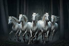 white horse wallpaper images free