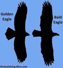 golden eagle pictures