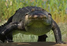 American Alligator | Planet Zoo Wiki | Fandom