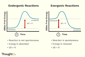 Endergonic Vs Exergonic Reactions And Processes