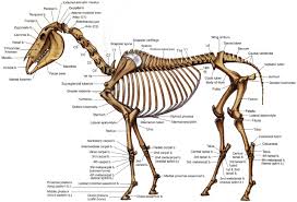 Horse Skeleton Horse Anatomy Pelvis Anatomy Skeleton Anatomy