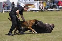 Police dog - Wikipedia
