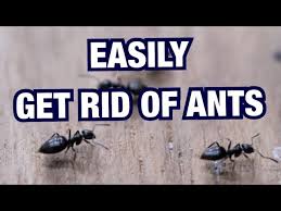 how to get rid of ants in carpet