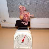 Breeding Cockatiels Baby Cockatiel Average Weight Gain
