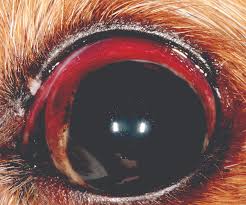 conjunctivitis in dogs and cats