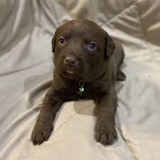 Find chesapeake bay retriever in canada | visit kijiji classifieds to buy, sell, or trade almost anything! Britt Chesapeake Bay Retriever Puppy 670843 Puppyspot