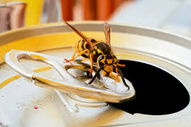 how to keep wasps away from you and