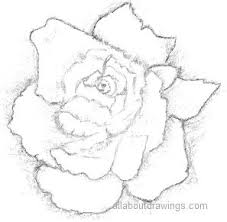 Water colors are mainly use to make this kind of art. Beautiful Rose Pencil Drawings