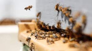 Woodworks Bee Keeping Bee