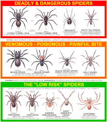 Usa Spider Identification Chart Free Copy Free Stuff Page