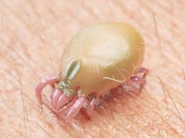 scabies cleanup germ control services