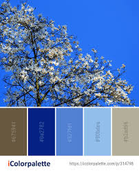 Color Palette Ideas From Sky Blue Tree