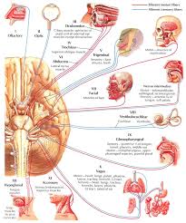 Cranial Nerve Examination Osteopathicthoughts