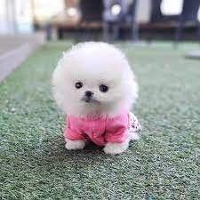 teacup pomeranian puppies dogs for