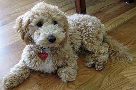 bichon poodle dog breed