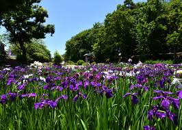 a garden lush with irises garden