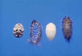 keep your home carpet beetle free