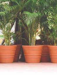 Terracotta Planter Flower Pot
