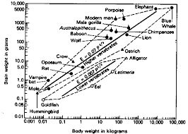 Intelligence Vs Body Size Cr4 Discussion Thread