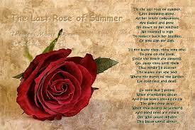 The Last Rose of Summer 万方