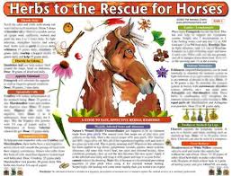 Horse Identification Chart Woofs Hoofs Animal Massage