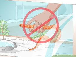 How To Feed A Corn Snake 12 Steps With Pictures Wikihow