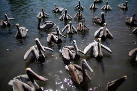 pelicans befriend cuban man living by