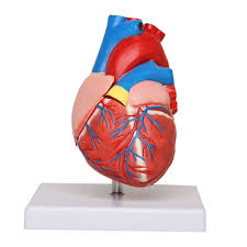 kki human heart 3d model for cal