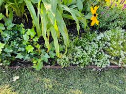 ground cover plants nature s carpet
