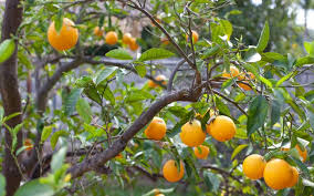 la verne featuring seasonal u pick oranges