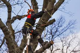 We provide expert tree advice, safe tree removal and tree trimming methods, and emergency tree service 24/7 for all customers in this area throughout the year. Professional Stump Grinding Service In Lawrenceville Ga 30044 Guerrero S Stump Grinding Services