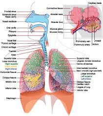 Mechanics Of Breathing Boundless Anatomy And Physiology