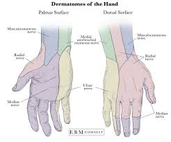 Dermatomes Of The Hand Median Nerve Radial Nerve Anatomy