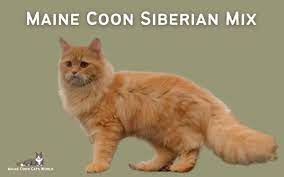 maine siberian mix a guide to