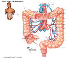 24 7 large intestine anatomy 1