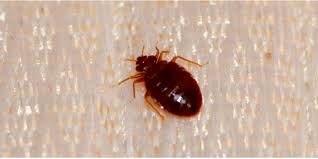 How Fast Do Bed Bugs Spread From Room