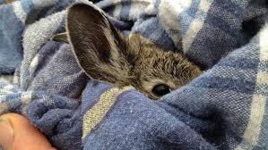 Can I Give My Rabbit A Blanket