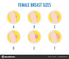 Pictures Breast Size Chart Set Of Round Line Icons Of