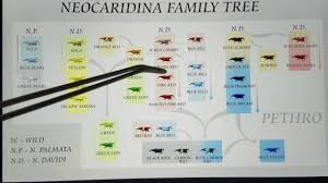 Ever Evolving Neocaridina Shrimp Genetic History How To Breed Cherry Red Rili Blue Dream Shrimp