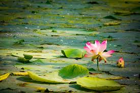 Water Lilies And Other Pond Plants
