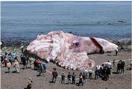 160 foot giant squid hoax how big do
