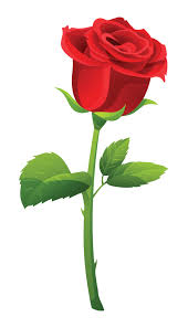 red rose vector ilration isolated