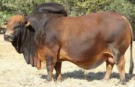 Brahman cattle, breed of beef cattle developed in the s united states 1 in the early 1900s by combining several breeds or strains of zebu 2 brahman cattle (zebu) many domestic varieties of a species of ox native to india. Boran Cattle Facts Profile And Characteristics Agri Farming