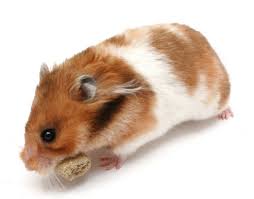 All About Syrian Hamsters Petopedia